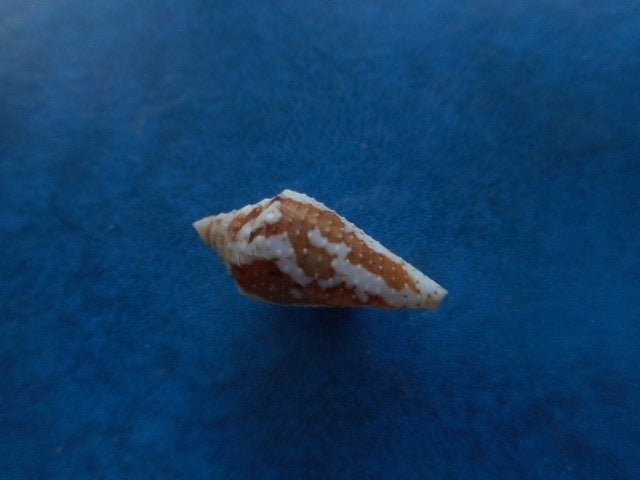 Schelpen: Conus archon Brod. f++ 24mm, Verzenden, Schelp(en)