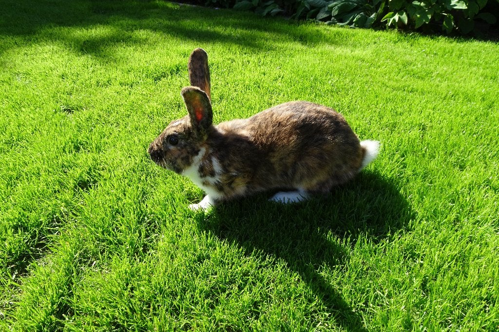 konijnen, Dieren en Toebehoren, Konijnen, Mannelijk, Middelgroot