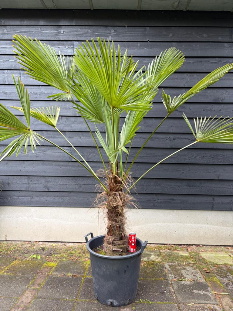 Trachycarpus Wagnerianus winterharde palmboom, 100 tot 250 cm, Zomer, Palmboom, Ophalen