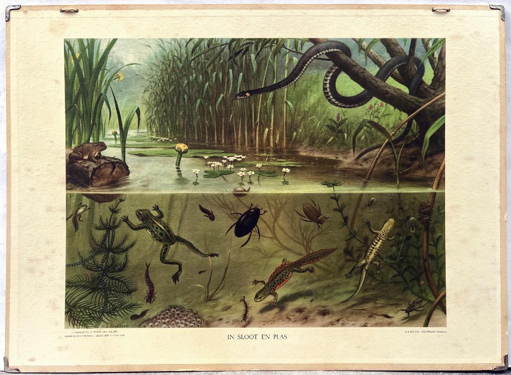 M.A. Koekkoek In Sloot en Plas J.B. Wolters Groningen 1950, Antiek en Kunst, Ophalen of Verzenden, Natuur en Biologie