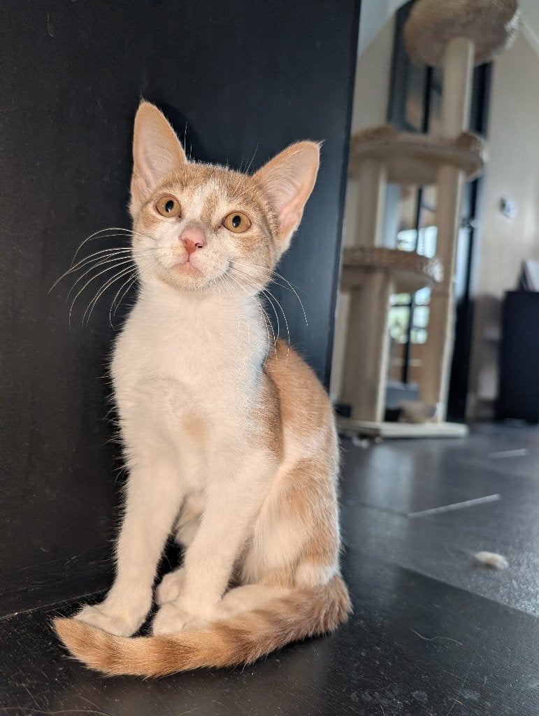 Kittens, Dieren en Toebehoren, Meerdere dieren, Ontwormd, 0 tot 2 jaar