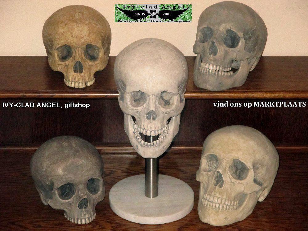 replica Schedels mens, levensechte Skulls, KLEUR NAAR WENS, Ophalen of Verzenden