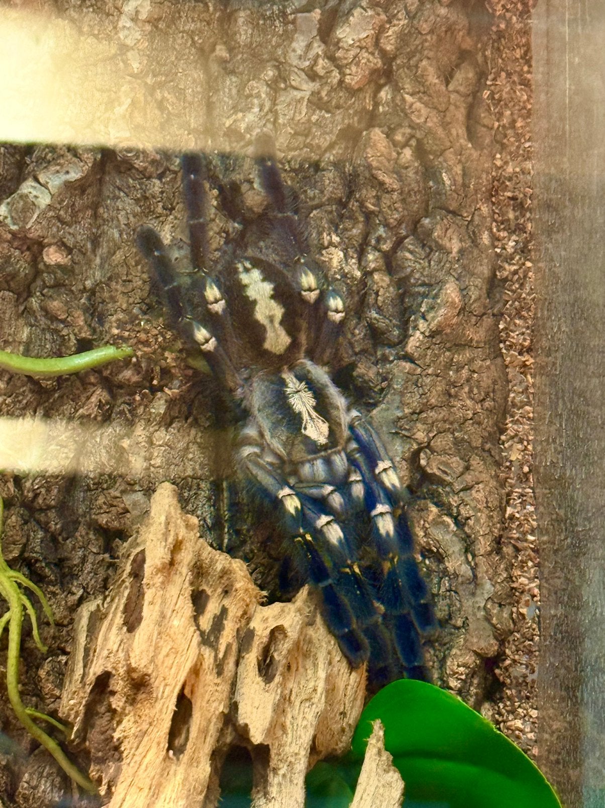 Pauwoogvogelspin vrouw (Poecilotheria metallica), Dieren en Toebehoren, Insecten en Spinnen, Spin of Schorpioen