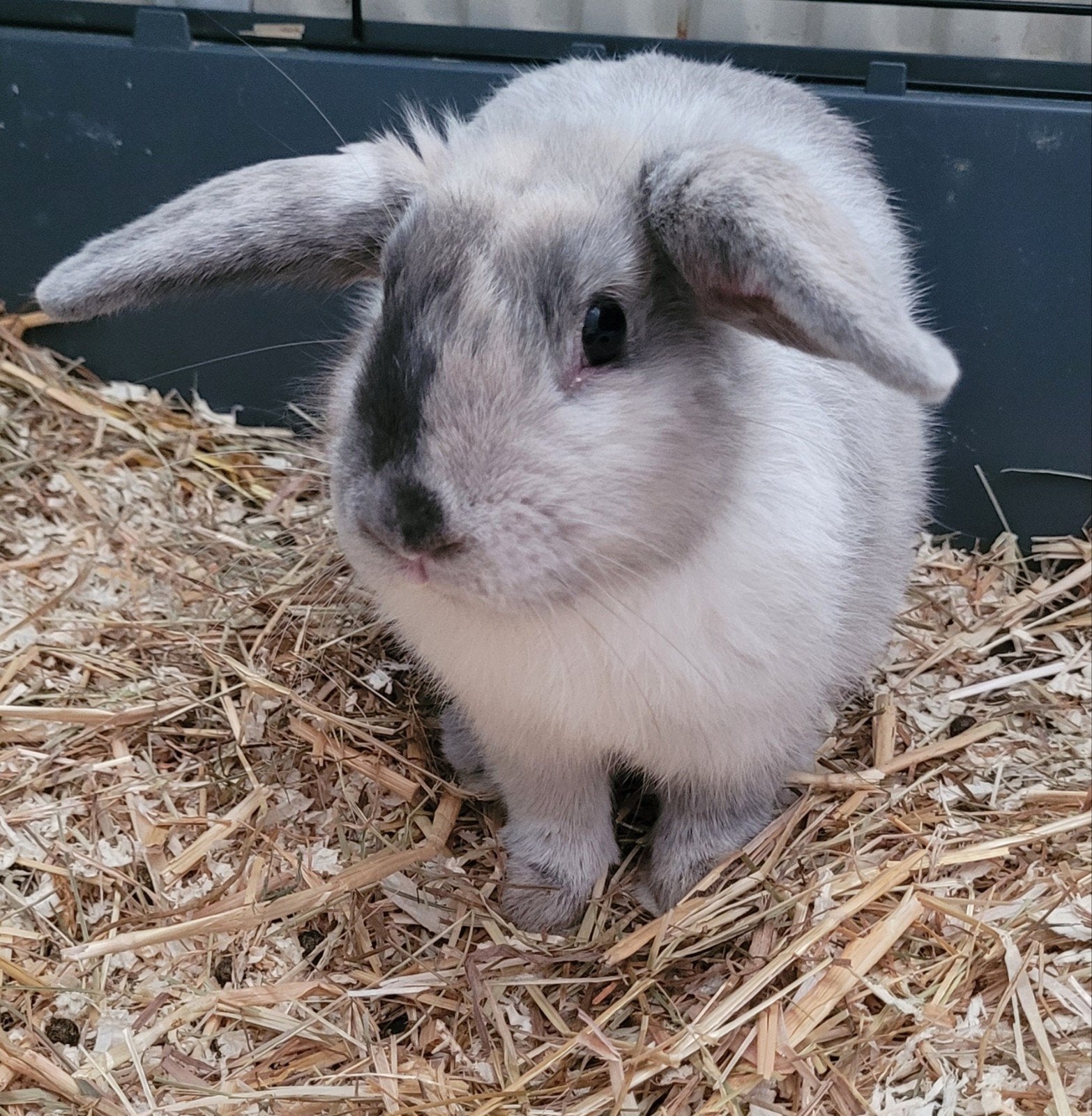 Lieve tamme konijnen te koop, April, Meerdere dieren, Overige typen, Tam