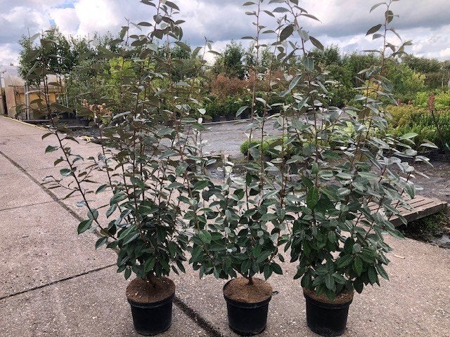 Nieuw binnen Olijfwilg, Elaeagnus  120-140 cm hoog, mooi!!!, Ophalen of Verzenden, Overige soorten, Haag, 100 tot 250 cm