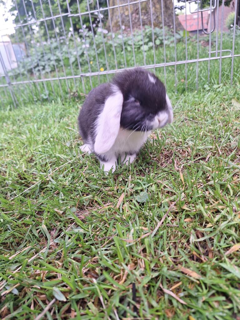 Baby konijntjes 8 weken oud hangoor dwerg, Dieren en Toebehoren, Konijnen, Meerdere dieren, Dwerg, Hangoor, 0 tot 2 jaar