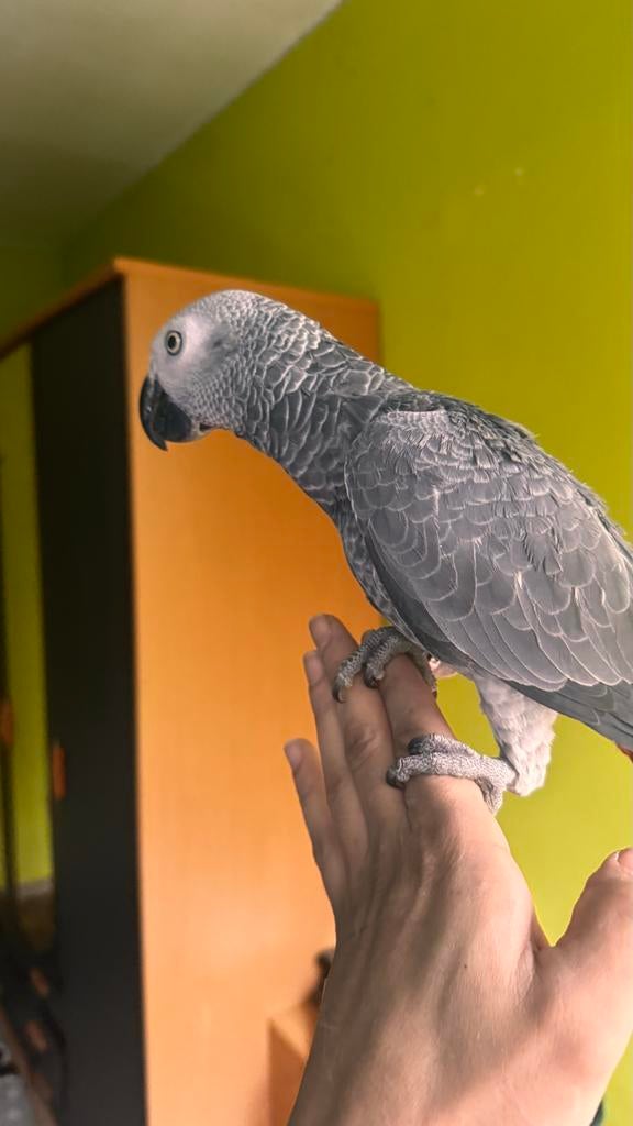 Grijze roodstaartje joung 8 maanden . Halftam, Dieren en Toebehoren, Vogels | Overige Vogels, Mannelijk, Tam