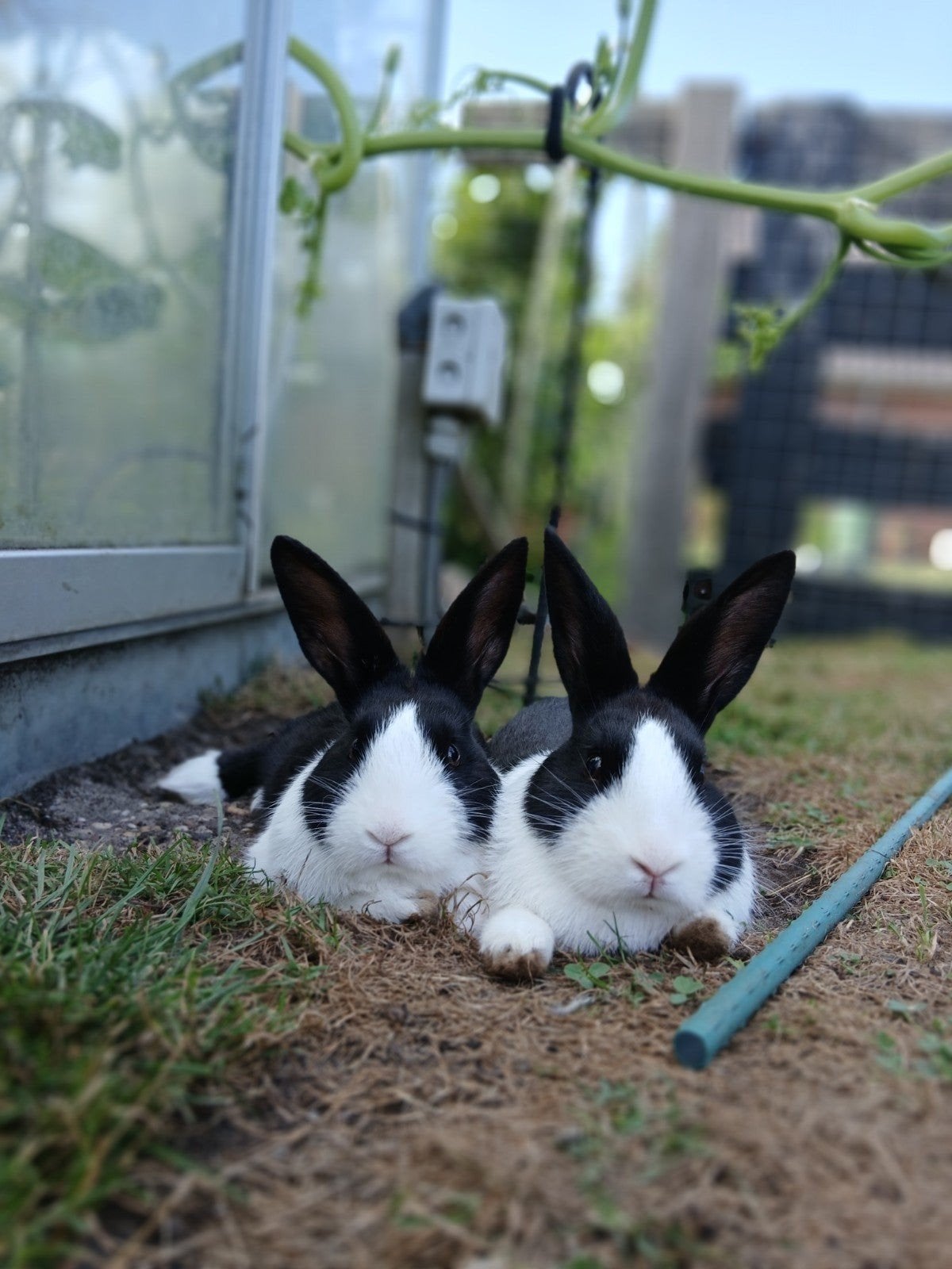 Jonge hollanders, Dieren en Toebehoren, Meerdere dieren, Middelgroot, 0 tot 2 jaar