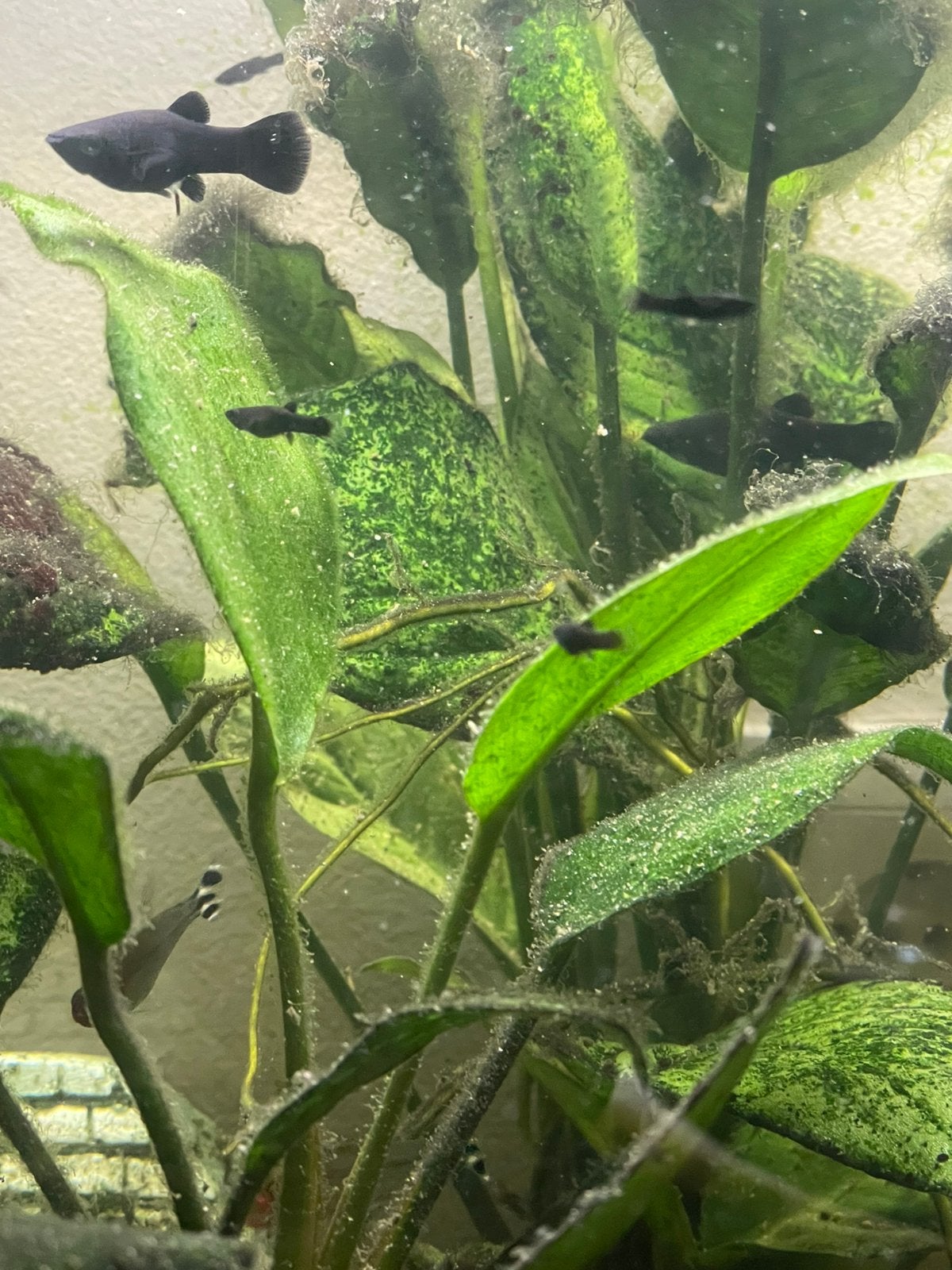 Black molly, Dieren en Toebehoren, Vissen | Aquariumvissen, Vis
