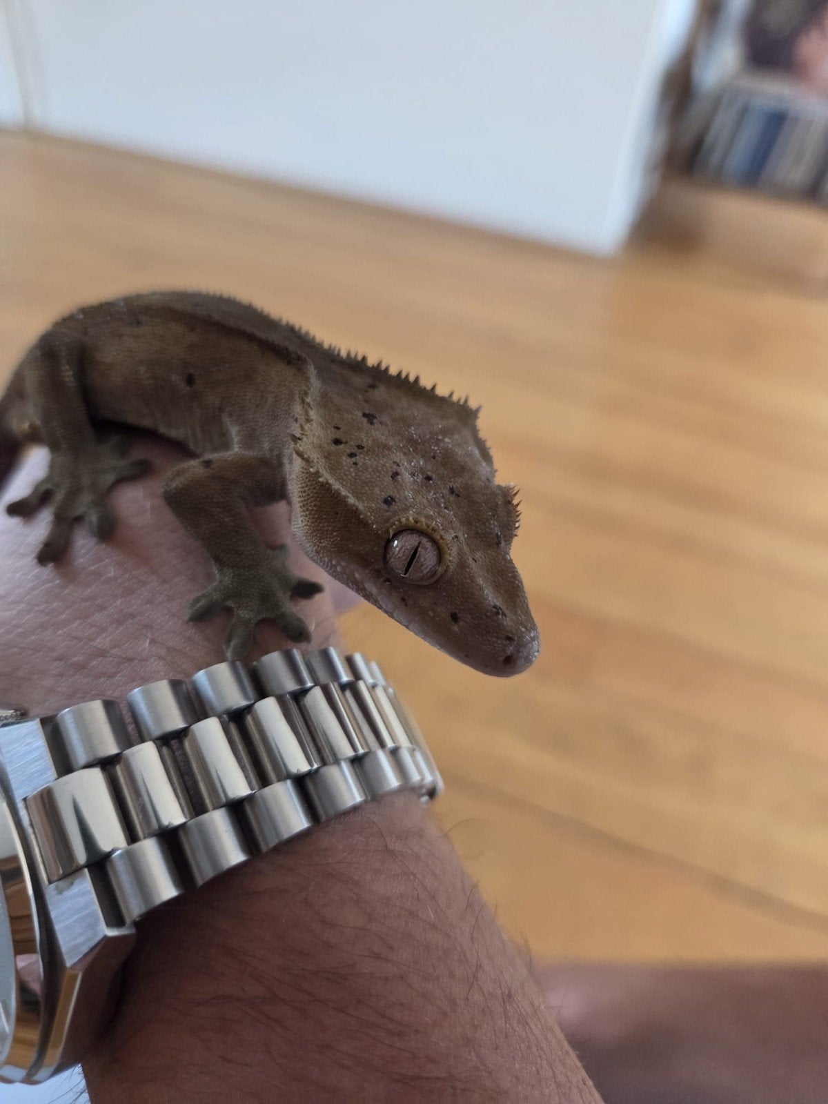 Wimpergekko mannetje, Dieren en Toebehoren, Hagedis, Tam, 0 tot 2 jaar