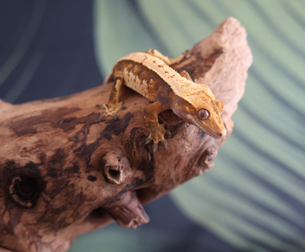 Mooie Tricolor Wimpergekko (Crested Gecko) Crested Gecko - unknown for sale from MaRa81