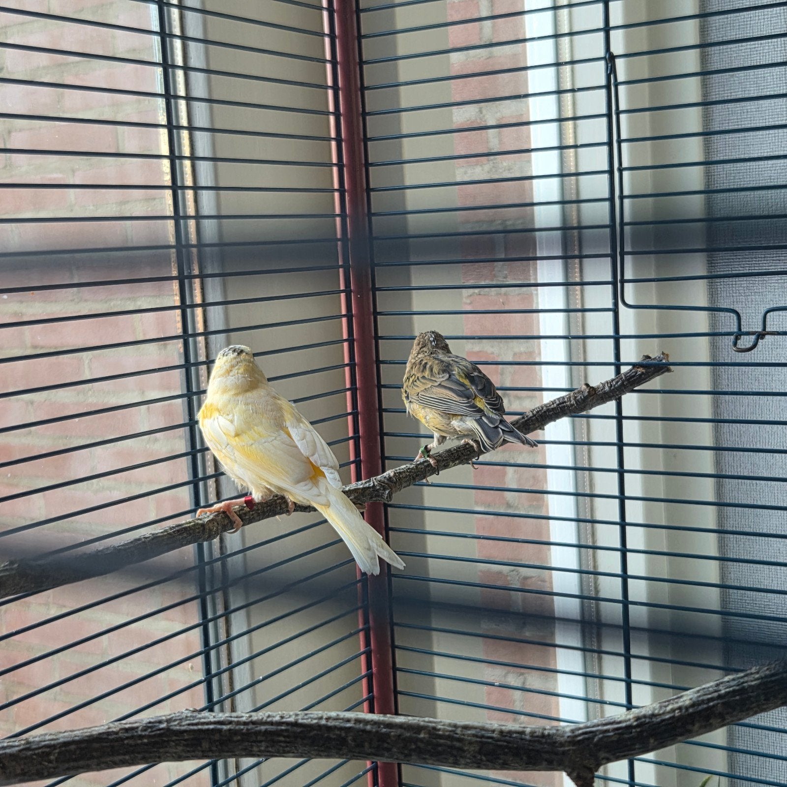 2 Timbrado kanaries., Dieren en Toebehoren, Mannelijk, Geringd