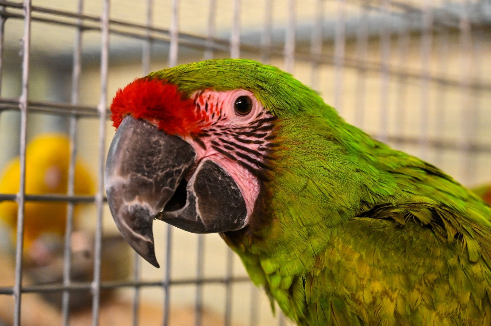 papegaaien ara's kaketoe's vogels papegaai, Dieren en Toebehoren, Meerdere dieren, Papegaai