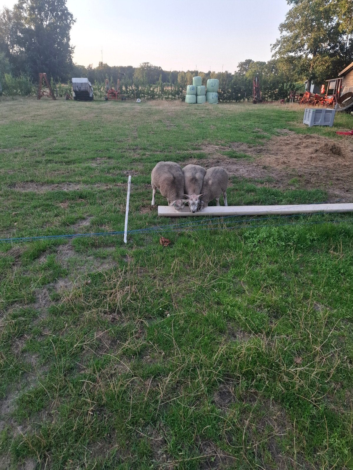 texelaar ram lam, Mannelijk, Schaap, 0 tot 2 jaar