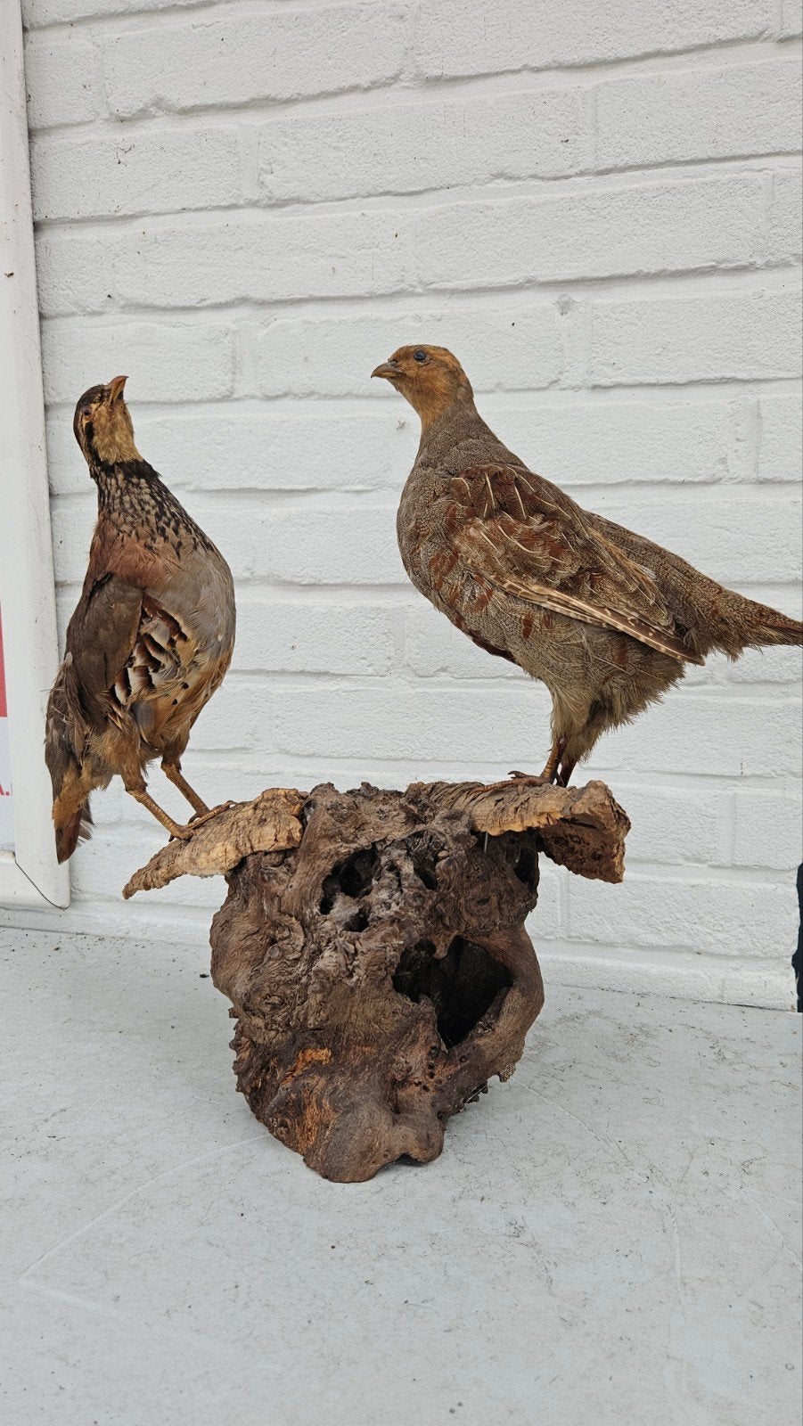 opgezette, Meerdere dieren