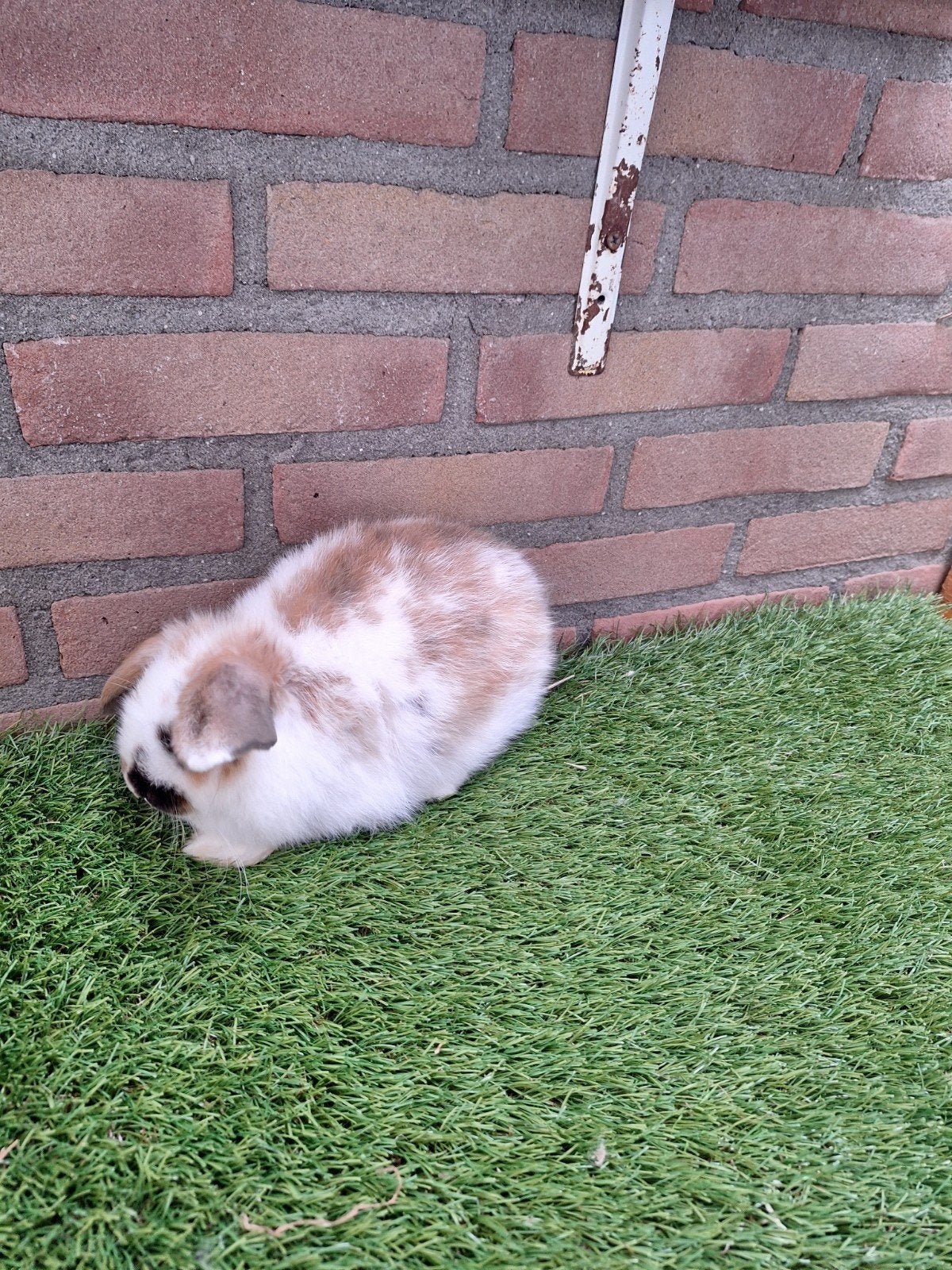 Te koop, jong dwerghangoor konijn voedster, Dieren en Toebehoren, Vrouwelijk, Dwerg