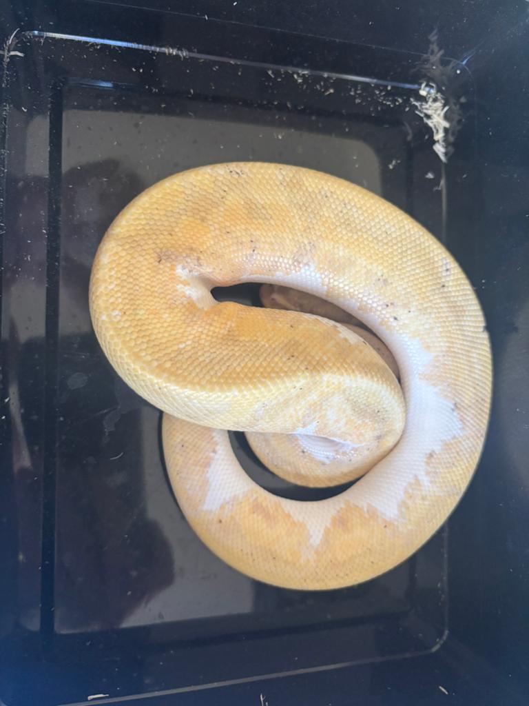 3x Banana panther piebald, Dieren en Toebehoren, Reptielen en Amfibieën, Slang, 0 tot 2 jaar
