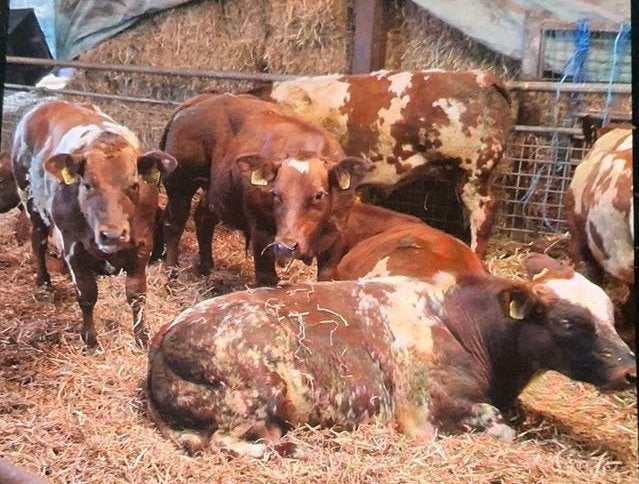 2 guste blauwe koeien/ vrb dikbilstieren, Dieren en Toebehoren, Mannelijk