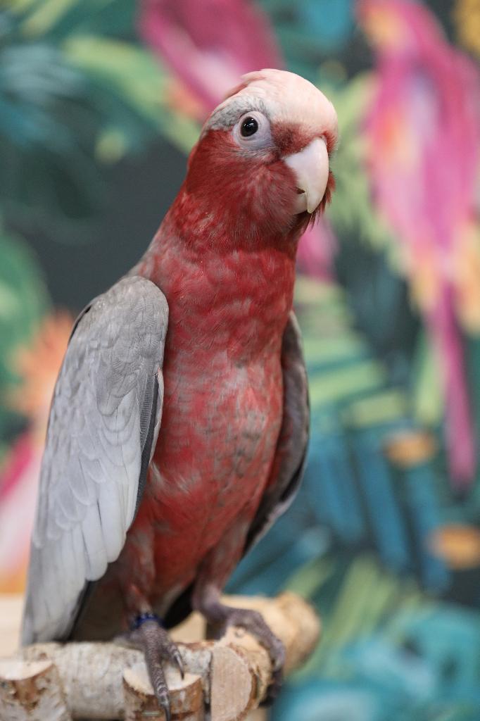 Jonge Baby Rose Kaketoes | Sociaal | Speels| Getest, Dieren en Toebehoren, Vogels | Parkieten en Papegaaien, Meerdere dieren, Papegaai