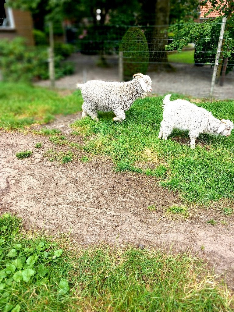 angora geiten, Meerdere dieren, Geit, 3 tot 5 jaar