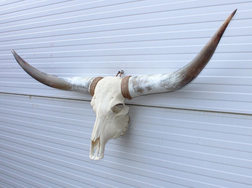 Grote schedel TEXAS STYLE LONGHORN 149 cm - ref. E, Verzamelen, Dierenverzamelingen, Ophalen, Nieuw, Boerderijdier, Schedel