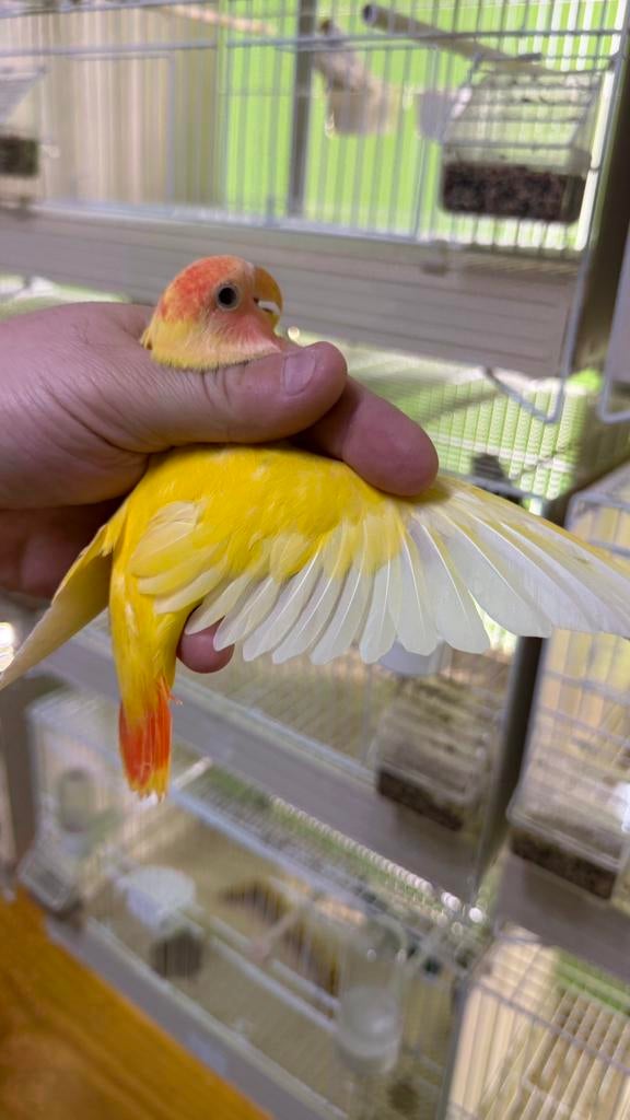 Jonge agapornis roseicollis Lutino 2026, Dieren en Toebehoren, Vogels | Parkieten en Papegaaien, Meerdere dieren, Dwergpapegaai of Agapornis
