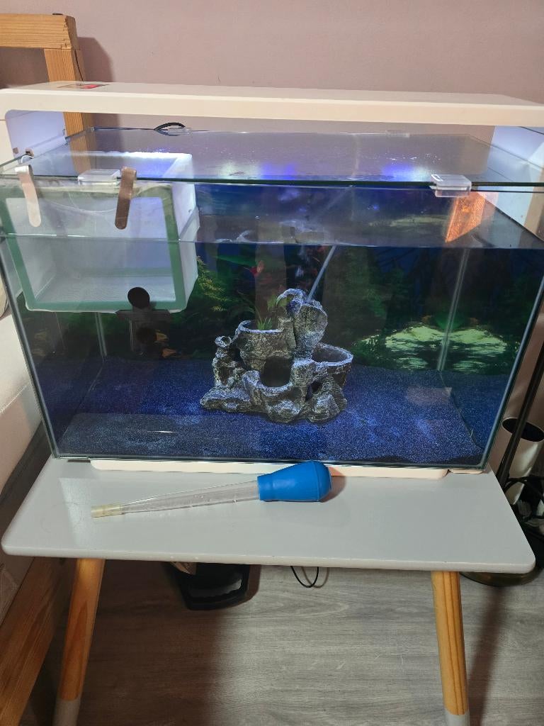 Complete Aquarium Set 180L + 60L met Cichliden & 25 jongen, Vis, Schoolvis