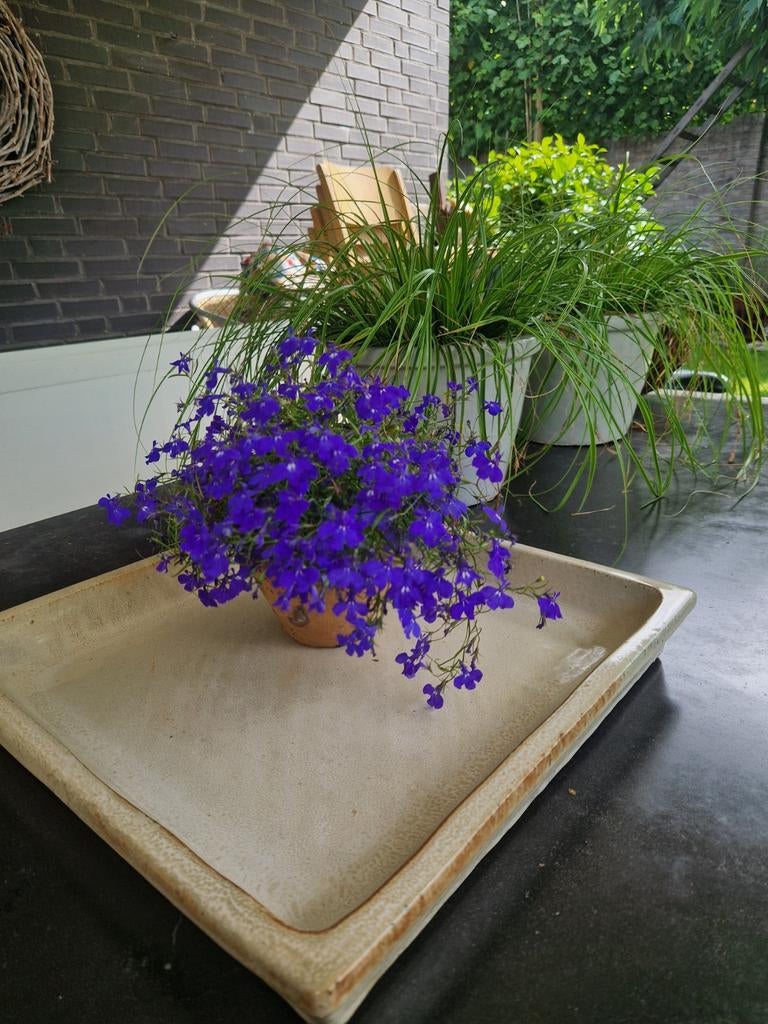 Mooie grote geglazuurde vogel drinkschaal, Tuin en Terras, Bloembakken en Plantenbakken, Ophalen, Vierkant