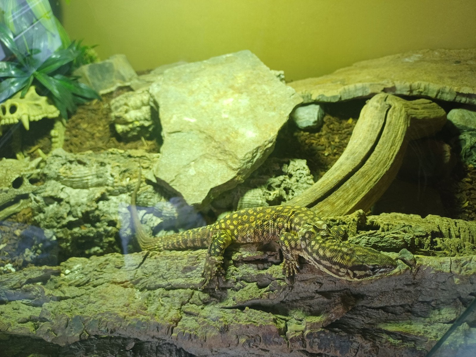 Varanus acanthurus Monitor Lizard photo 5