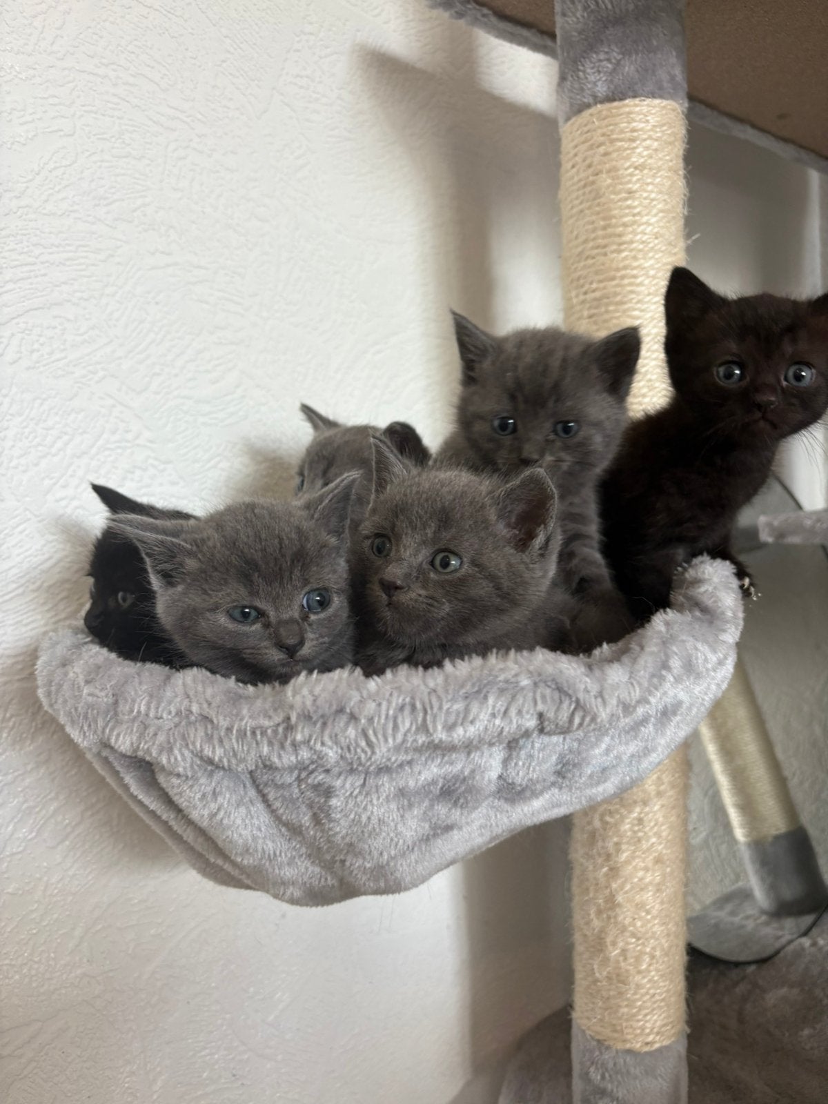 2 dark chocolate Britse korthaar kittens beschikbaar, Meerdere dieren