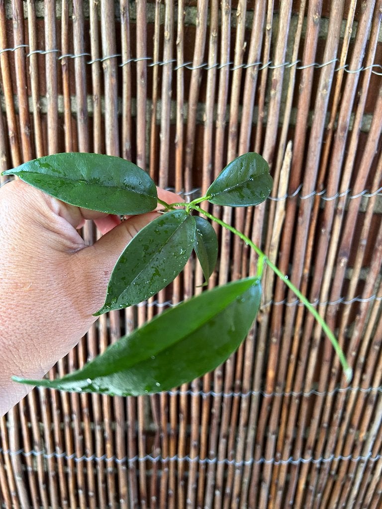Hoya Buotii 🌱, Huis en Inrichting, Kamerplanten, Bloeiende kamerplant, Ophalen of Verzenden, Halfschaduw, Minder dan 100 cm
