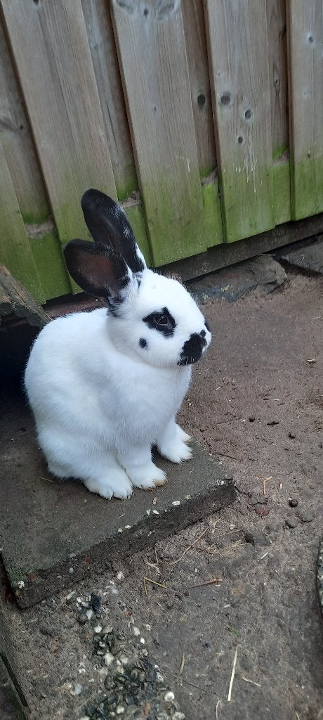 Mooie voedster zoekt een thuis, Dieren en Toebehoren, Vrouwelijk, Groot, 0 tot 2 jaar