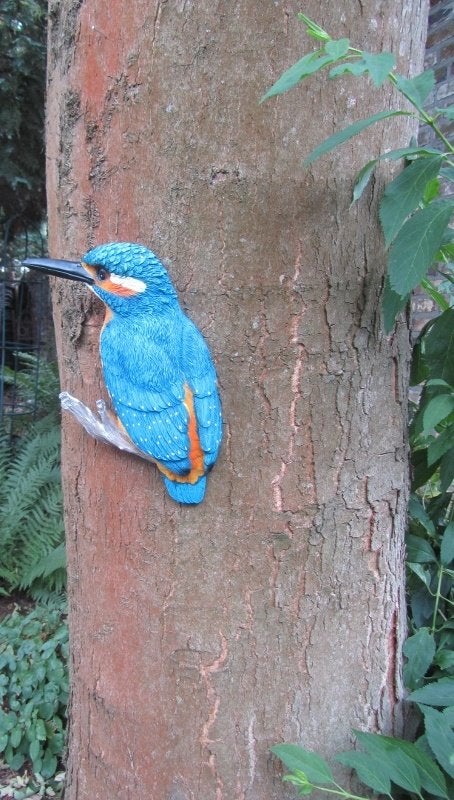 IJSVOGEL (L) THE BEAUTY, Verzenden, Nieuw
