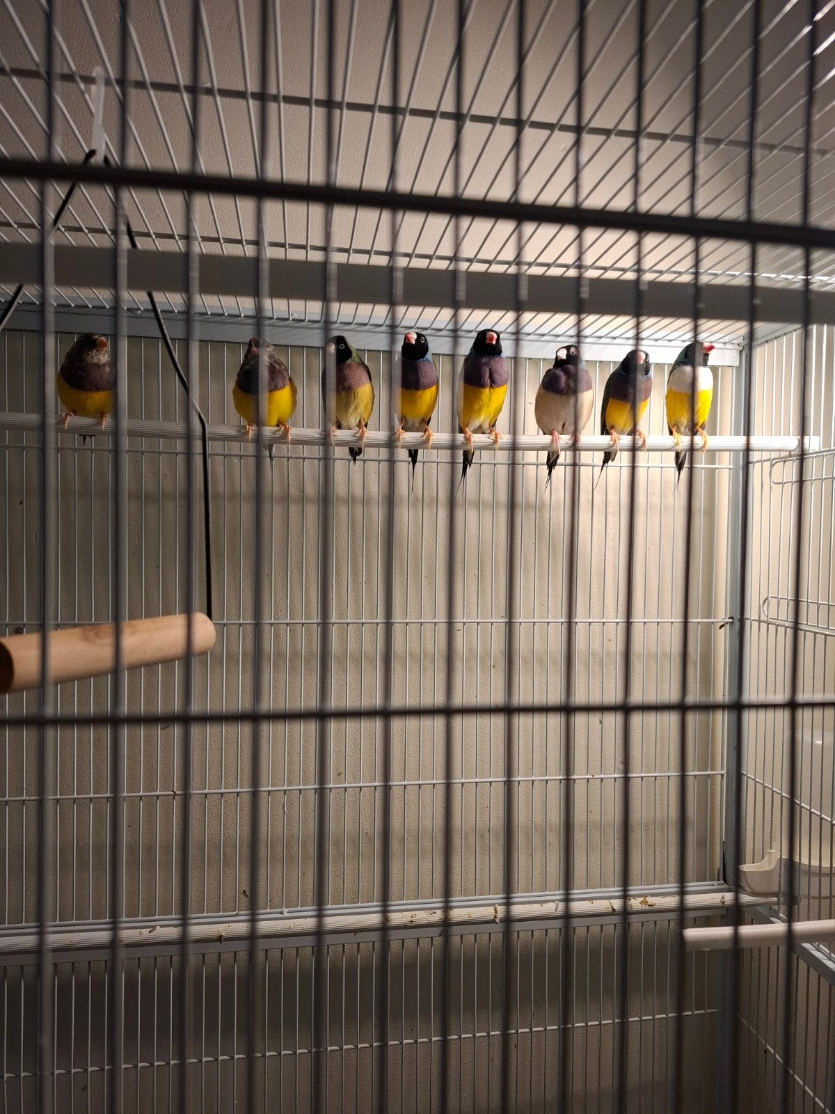 Ruilen jonge gouldamedine, Dieren en Toebehoren, Mannelijk, Kleurkanarie