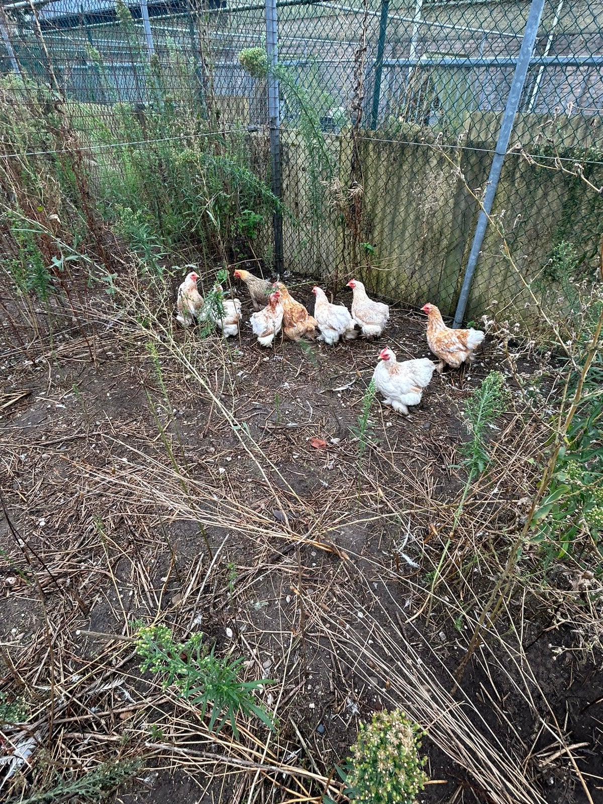 Te koop cochin kriel, Vrouwelijk, Kip