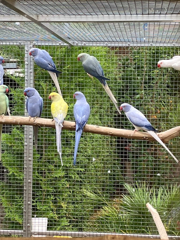 Halsband parkieten, Meerdere dieren, Parkiet, Geringd