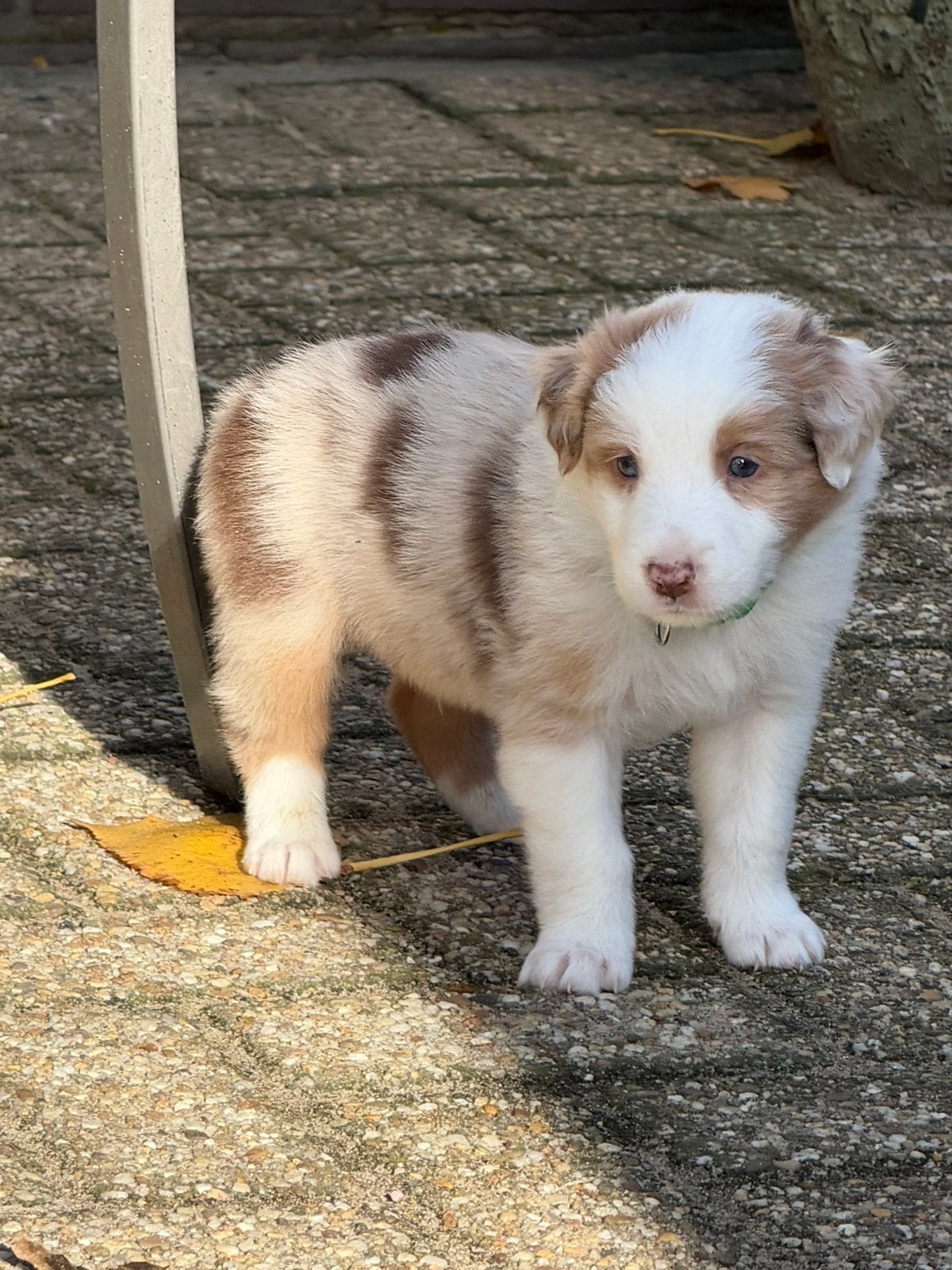 Border collie x australian shepherd pups, CDV (hondenziekte), 8 tot 15 weken, Collie, Meerdere