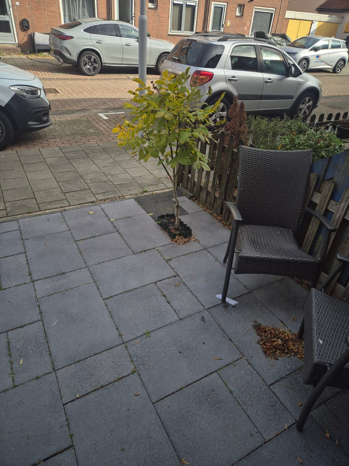 Juglans regia 'Mini Multiflora' walnootboom, Ophalen of Verzenden, Gebruikt
