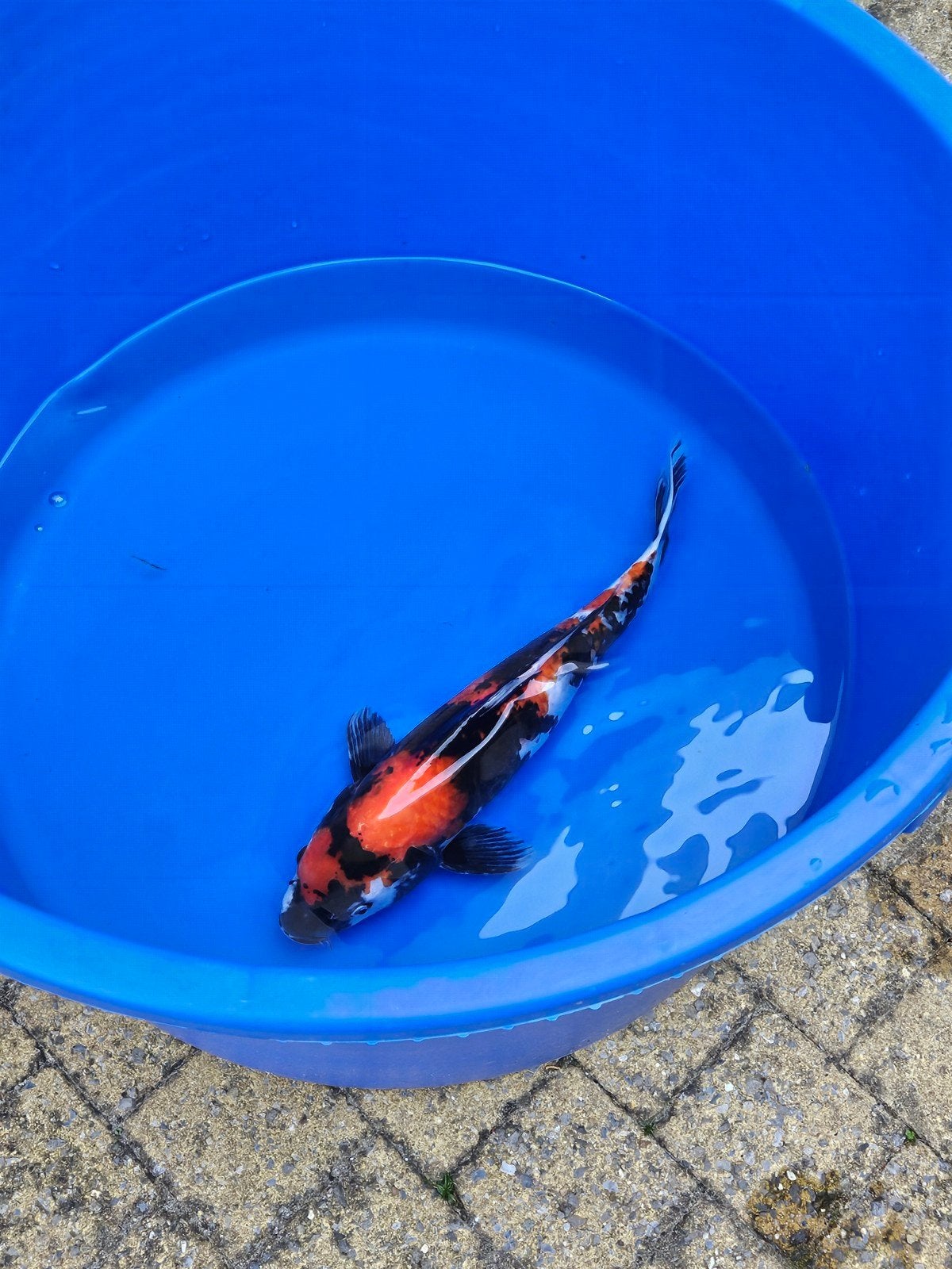 HQ Showa 43cm  Marusei, Karper of Koi