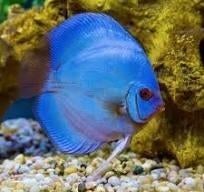 discus blue diamond 10/12 cm €60,-, Dieren en Toebehoren, Vis, Zoetwatervis