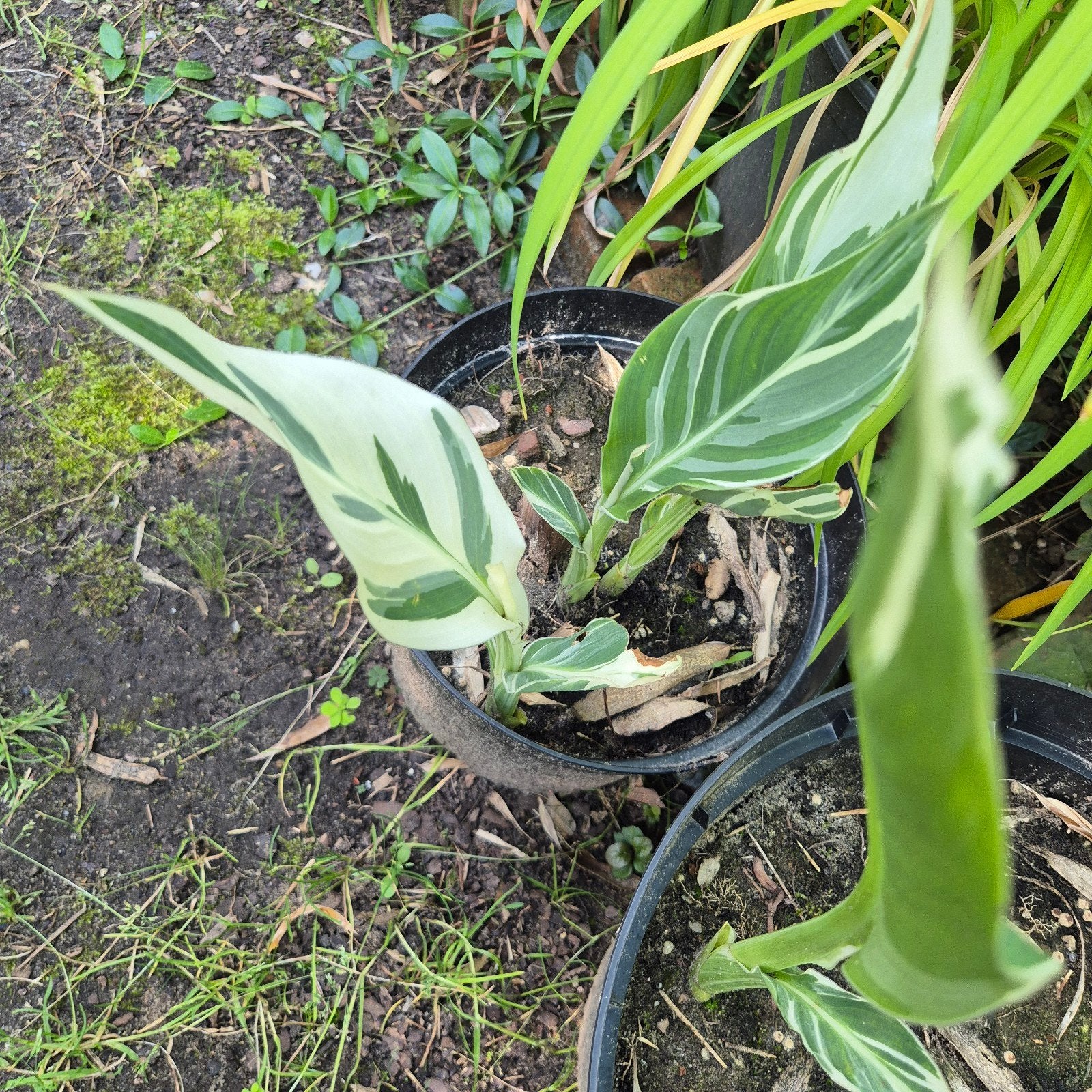 Canna 'Stuttgart' - Prachtige bonte bladeren, Volle zon, Vaste plant, Zomer, Ophalen