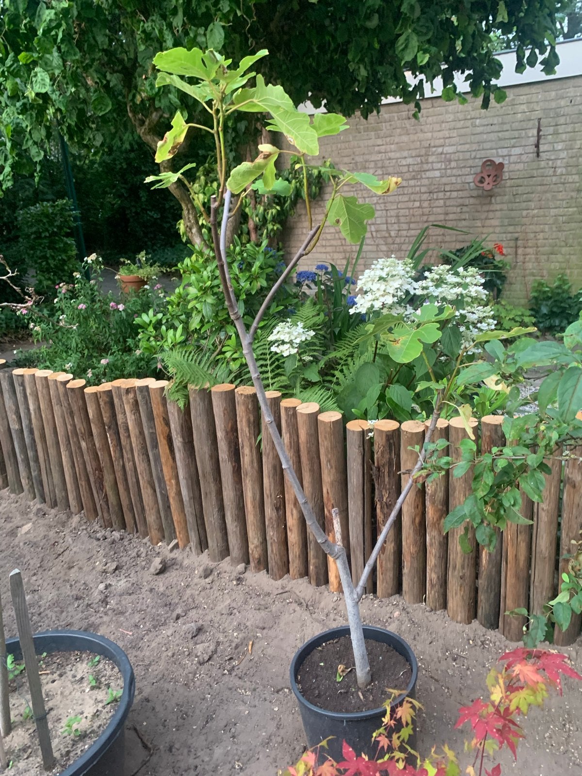 Mooi vijgenboompje - snel overpotten!, Tuin en Terras, Ophalen, Volle zon, Vaste plant, Zomer