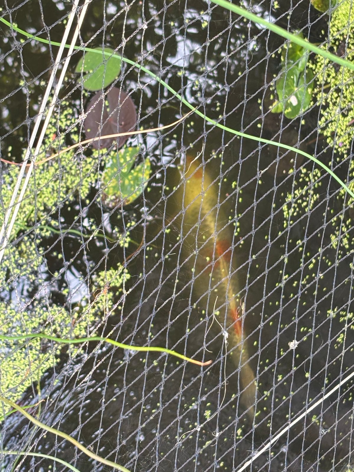 Koikarpers, Dieren en Toebehoren, Vissen | Vijvervissen, Karper of Koi