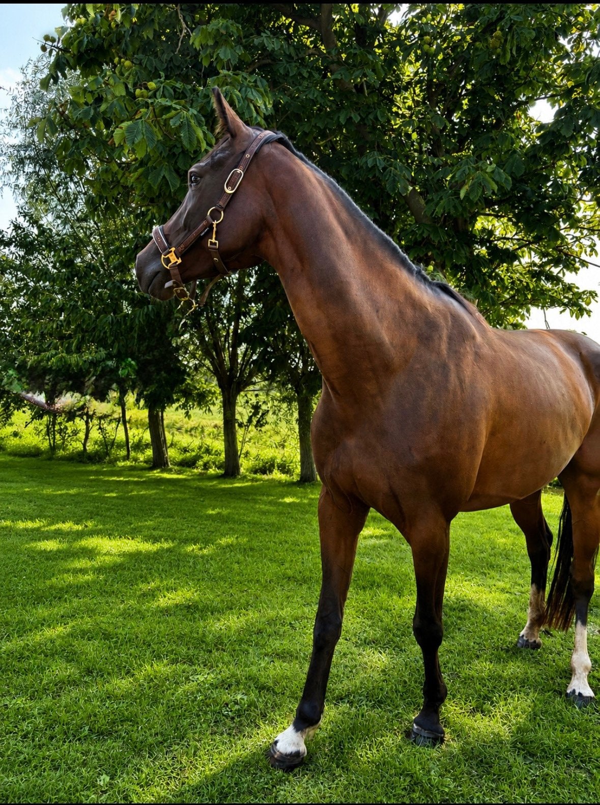 Zavira – 4 jaar – ca. 1.60 m, Dieren en Toebehoren, Merrie, Met stamboom, Zadelmak, 3 tot 6 jaar