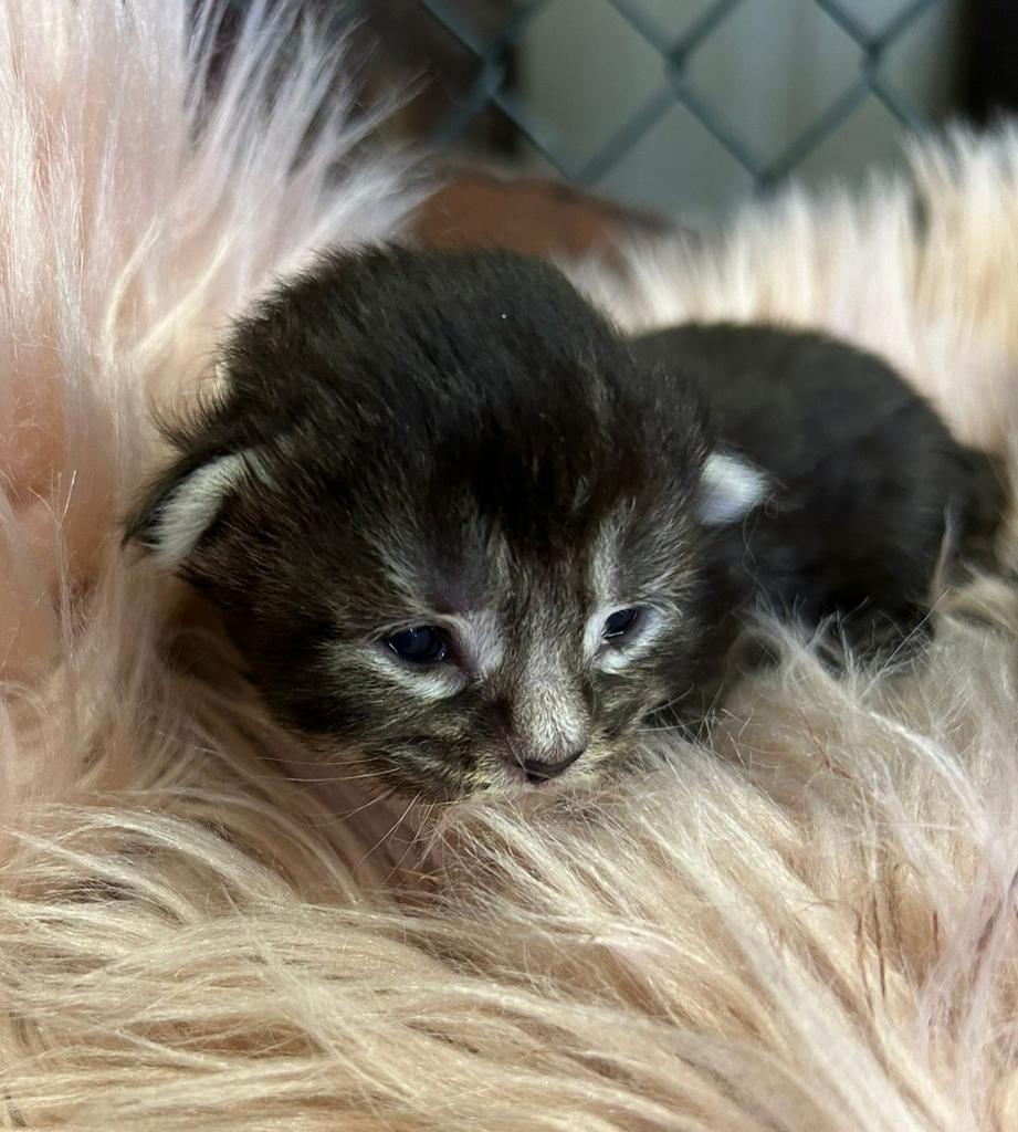 Super mooie Maine Coon kittens met stamboom, Meerdere dieren