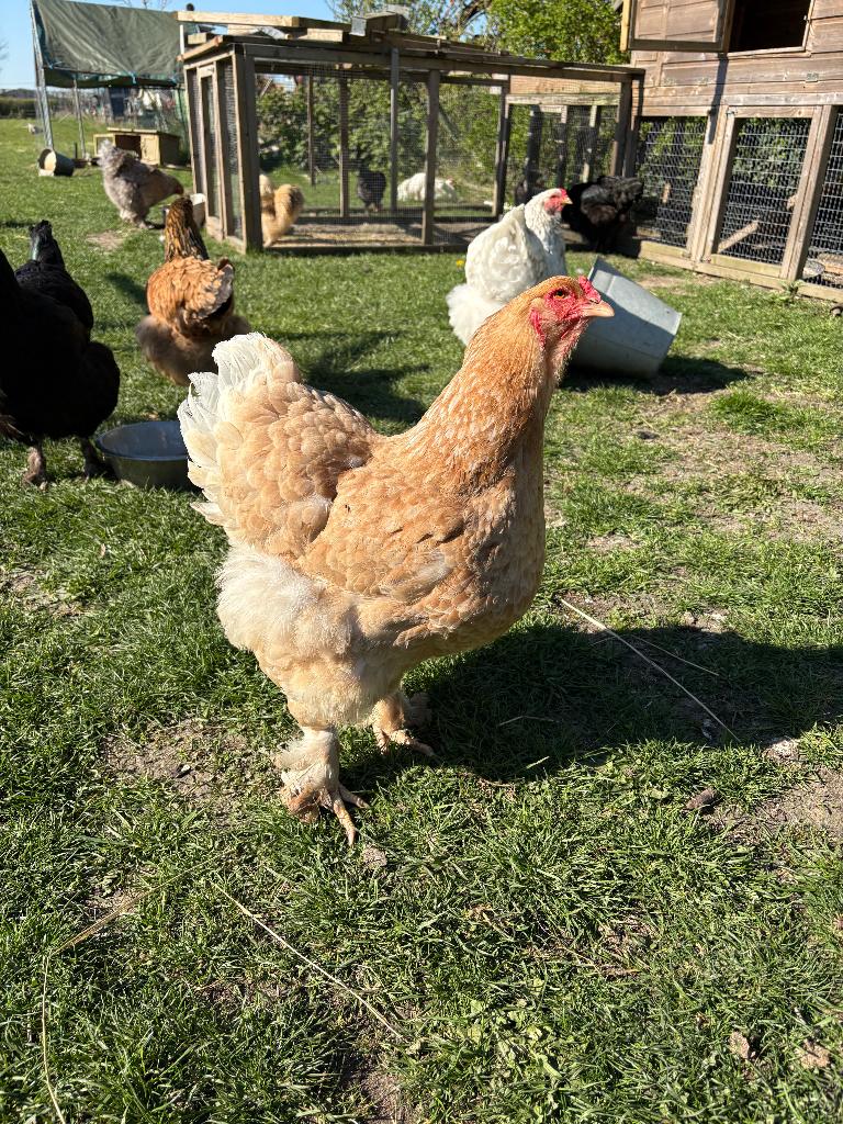Brahma broedeieren, Geslacht onbekend, Kip