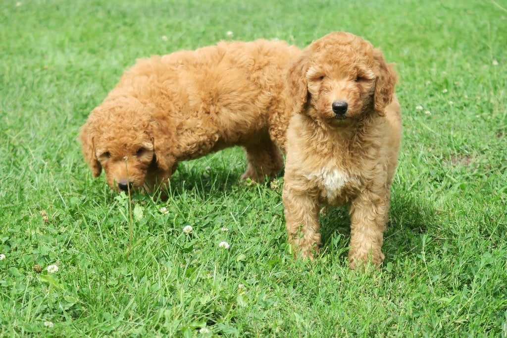 Prachtige F3 Medium Goldendoodle pups, Poedel, Parvo, Nederland, 8 tot 15 weken