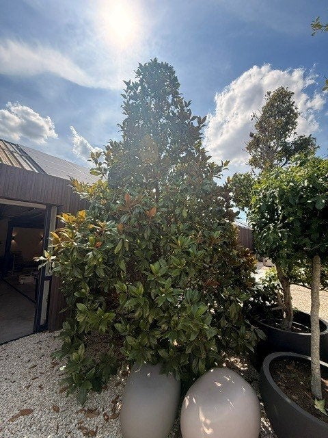Magnolia Grandiflora, Overige soorten, Lente, 400 cm of meer, Ophalen