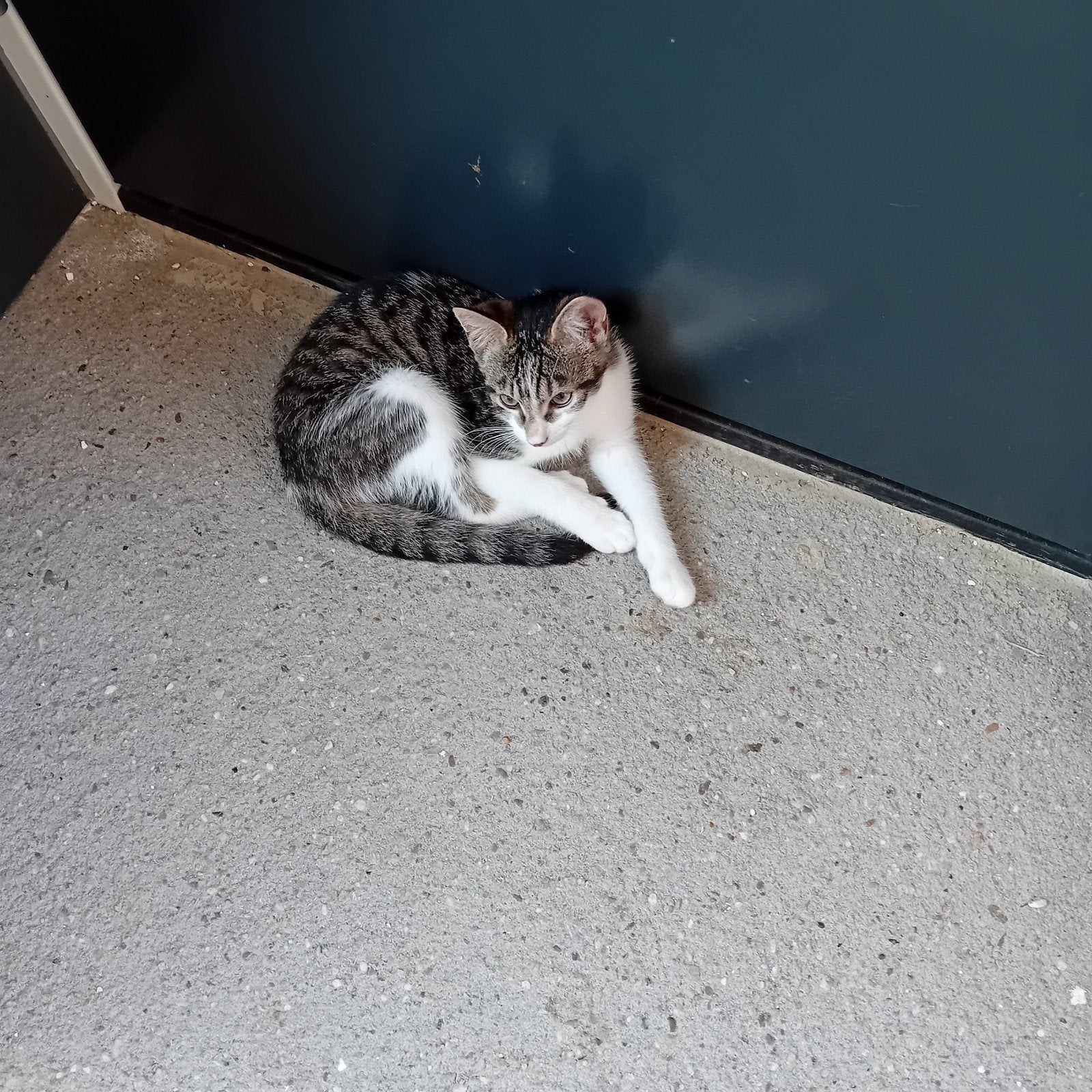 Te koop mooie en lieve boerderij kittens., Dieren en Toebehoren, Katten en Kittens | Overige Katten, Kater, Kortharig