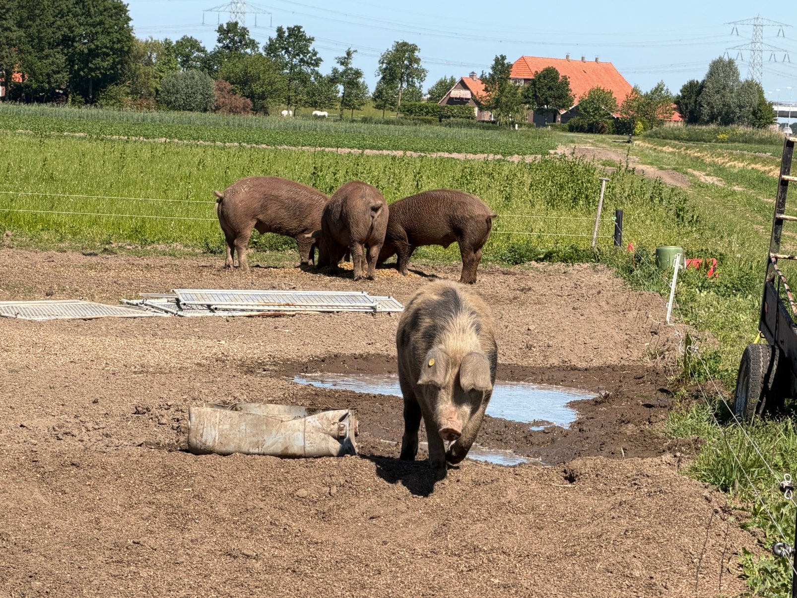 Varkens